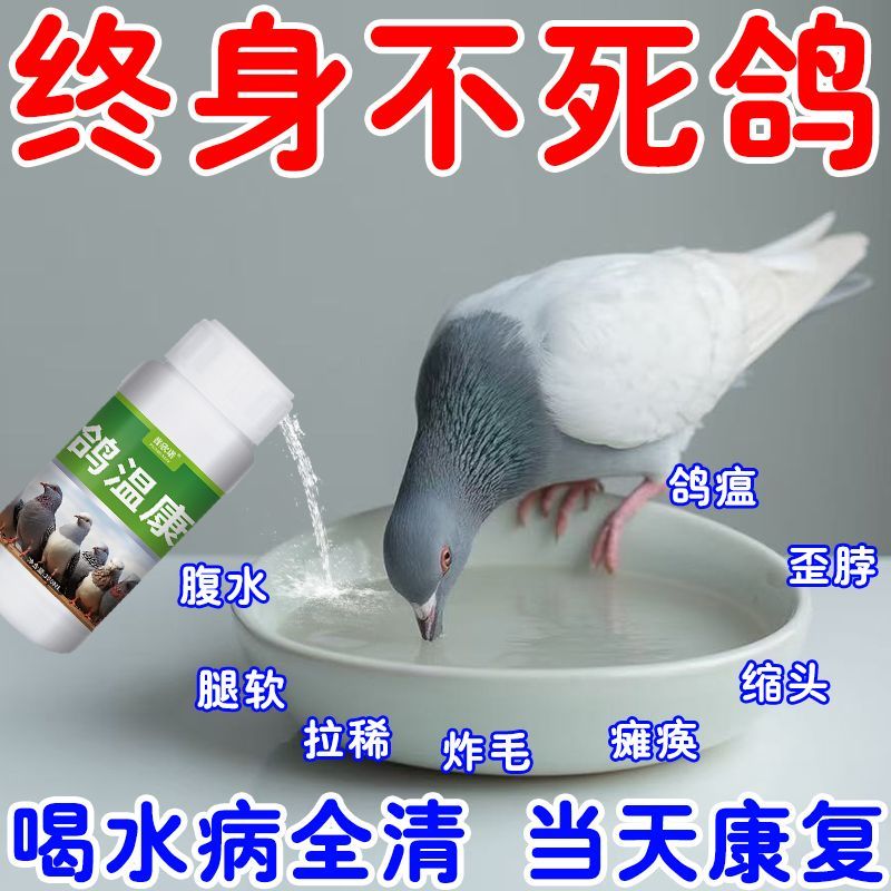 鸽感康鸽子鸽瘟甩头歪脖