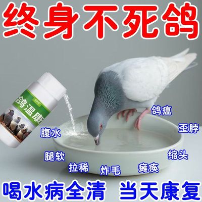 鸽感康鸽子鸽瘟甩头歪脖