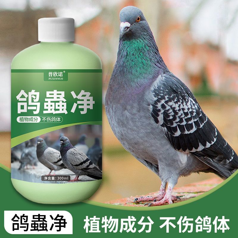 鸽虫清毛滴虫赛鸽信鸽肉