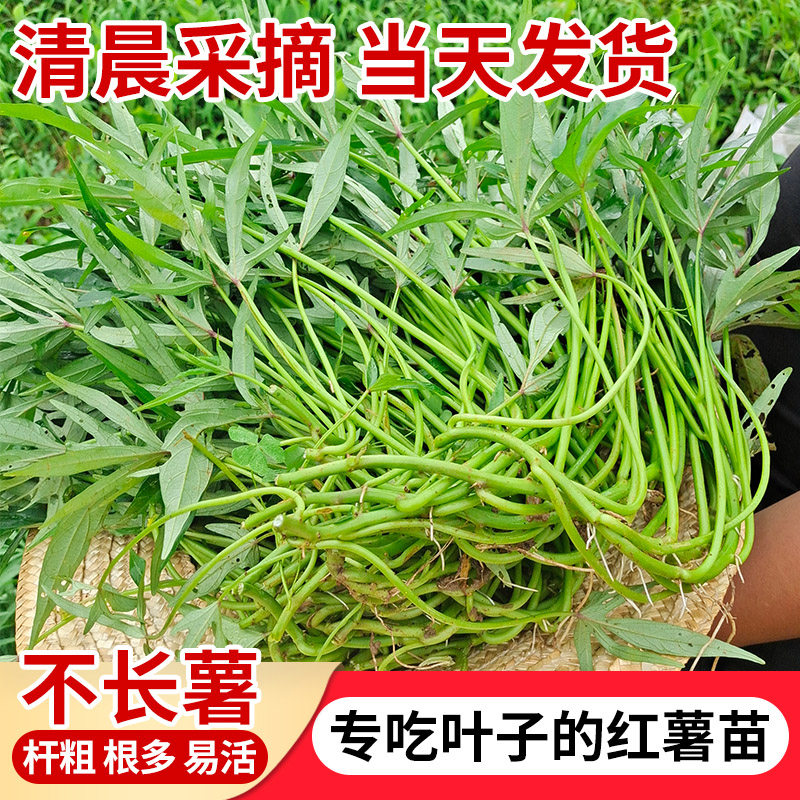 红薯叶苗 新品种 食叶型地瓜叶广西五叉吃叶番薯苗秧红苕尖不结薯