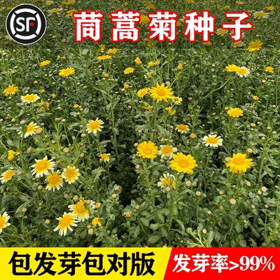 茼蒿菊种子混色木春四季易