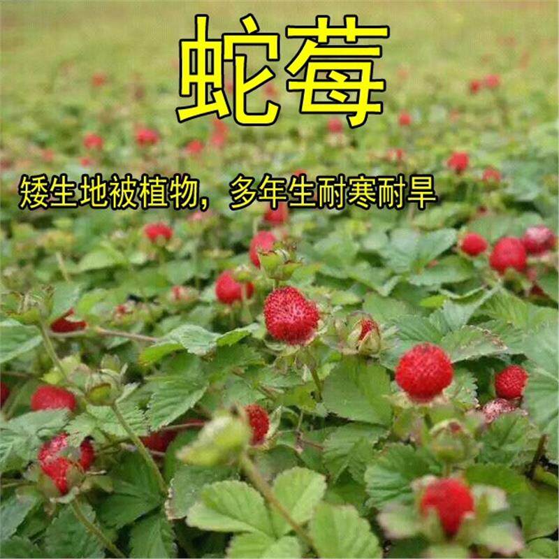 蛇莓种子野草莓多年生园林地被点缀花籽中药材蛇泡草籽庭院盆栽