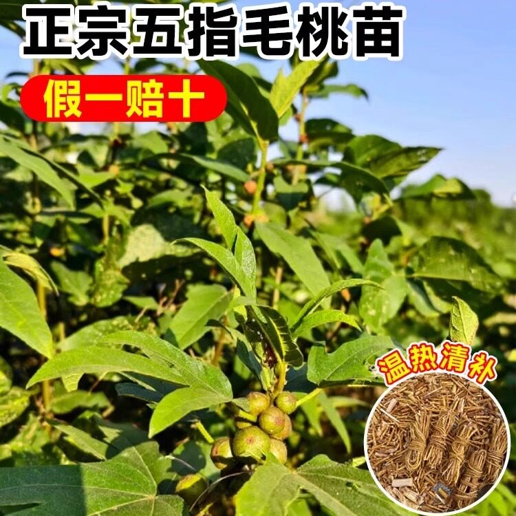 正宗五指毛桃苗中药材种植苗果树果苗南北方四季种植带土发货好养