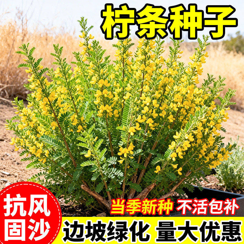 柠条种子四季护坡灌木草籽小叶锦鸡儿白柠条绿化固土造林蜜源植物
