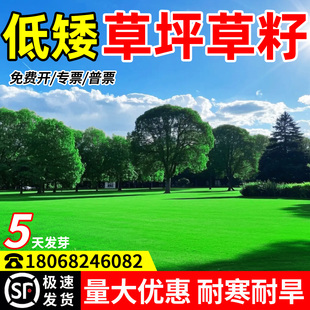 草坪草籽庭院矮生地毯草皮绿化黑麦草四季常青护坡固土狗牙根种子