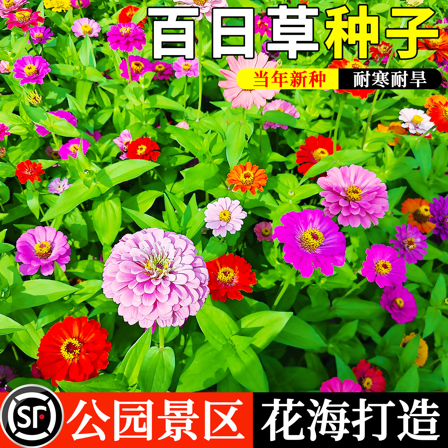 百日草花籽矮杆室外易活种子草籽