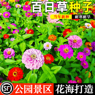 百日草花籽矮杆室外易活种子步步高草籽重瓣花卉盆栽百日菊花种籽