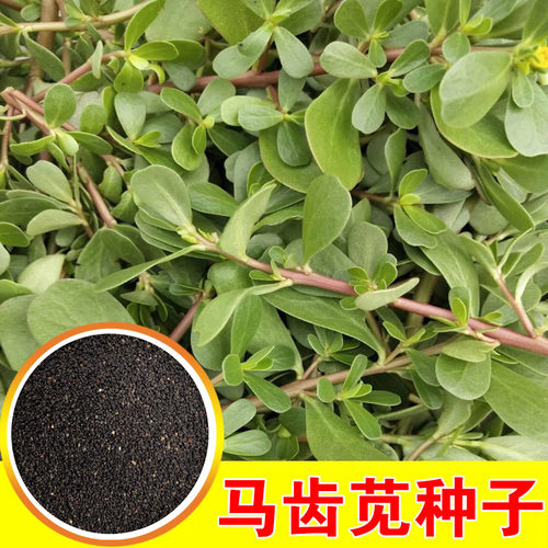 食用马齿苋蔬菜马齿苋秋季