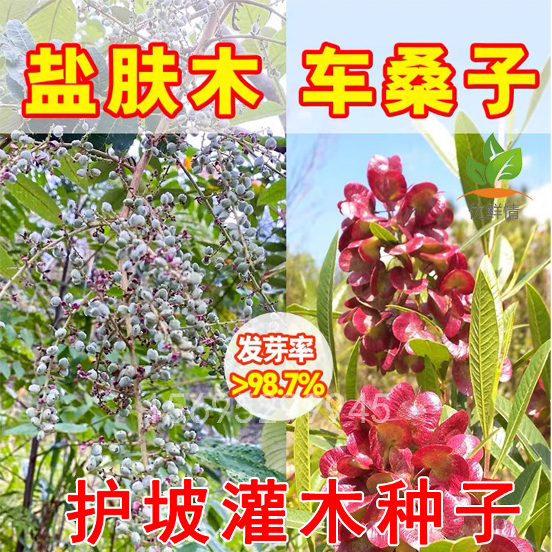 护坡灌木草种籽盐肤木车桑子多年生边坡固土绿化堤坝修护种子孑