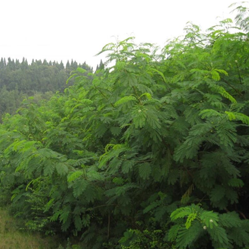 护坡灌木树种子胡枝子紫穗槐小冠花车桑子刺槐银合欢籽爬山虎种子