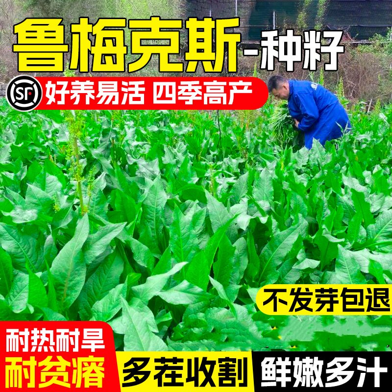 鲁梅克斯种子四季高产多年生牧草种籽高蛋白畜牧养殖多茬收割草籽