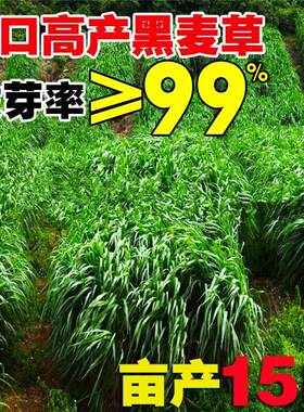 黑麦草种籽子牧畜鸡鸭鹅牛