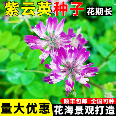 紫云英种子蜜源植物红花草种籽孑