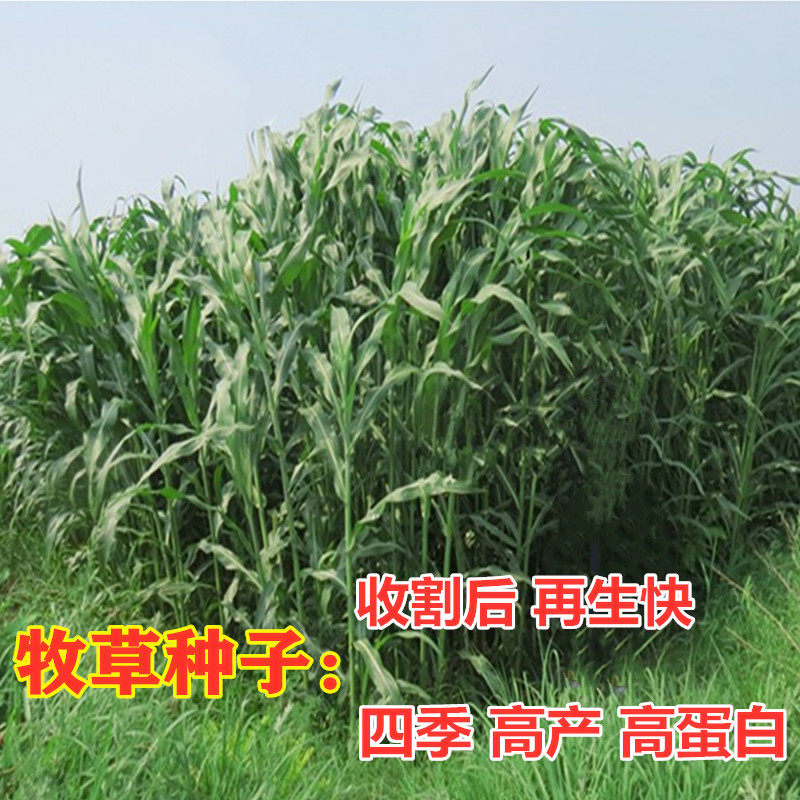 牧草种子黑麦草玉米草苏丹草菊苣种子四季养殖喂牛羊猪鹅鱼草种籽