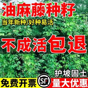 油麻藤种子矿山荒地工程绿化草护坡固土爬藤植物爬山虎葛藤草种籽
