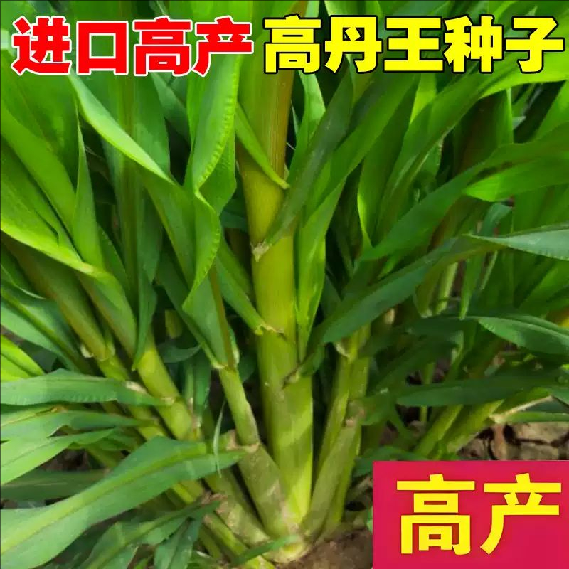 高丹王草种籽四季产养殖苏