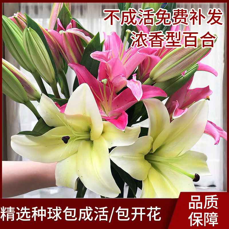 香水百合种球鲜花花苗盆栽浓香型四季开花带芽种子重瓣矮化球 鲜花速递/花卉仿真/绿植园艺 种球/裸根 原图主图