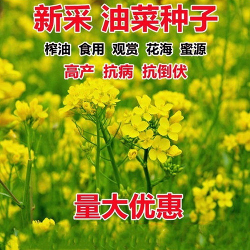 油菜花种子室外高产观赏食用
