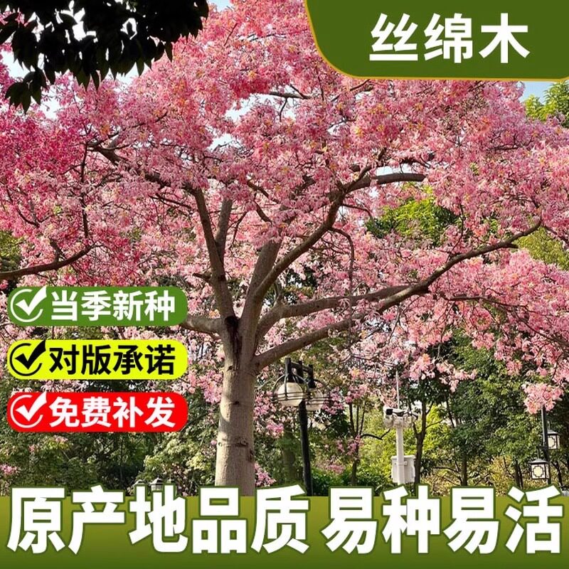 丝棉木种子新采丝绵木树苗种籽嫁接卫矛金丝吊蝴蝶北海道黄杨砧木