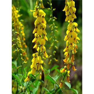 灌木大叶猪屎豆植物工程用花草种子草坪种子草籽护坡草籽复绿固土