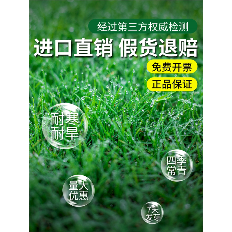 草坪籽四季常青矮生庭院免