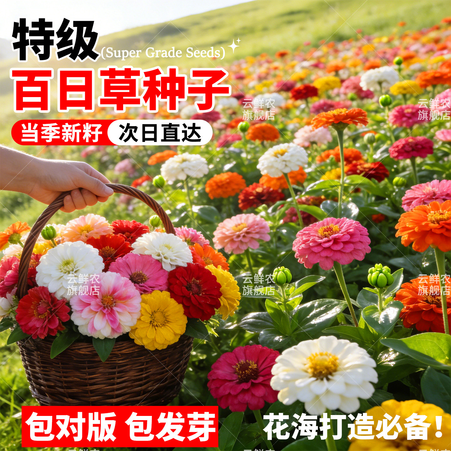 百日草花种子四季播种庭院阳台盆栽开花易活花籽混色百日菊花种籽