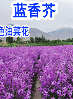 蓝香芥种子“蓝色油菜花”欧亚香花芥花种子易种花籽庭院四季易活