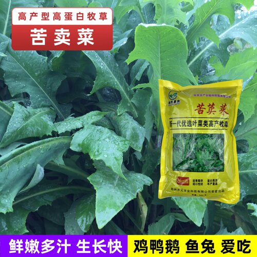 苦麦菜种籽大叶四季牧草麻