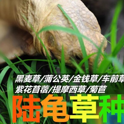 提摩西草黑麦金钱菊苣车前
