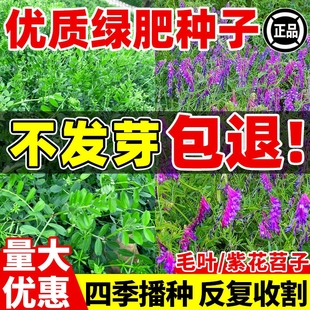 绿肥种子毛叶苕子种长柔毛野豌豆种籽光叶紫花苕果园养蜂蜜源草种