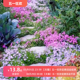 耐寒芝樱花种子福禄考花籽低矮四季庭院室外北方阳台见土就活花种