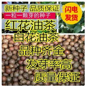 油茶种子 大果红花油茶种子 白花油茶 茶花山茶 茶树种子油茶树籽