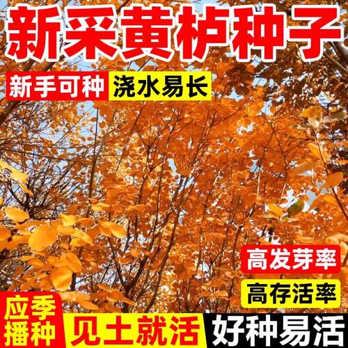 新采花种子/黄栌种子/烟树种子/花卉/彩叶树种子 林木种子 优惠了
