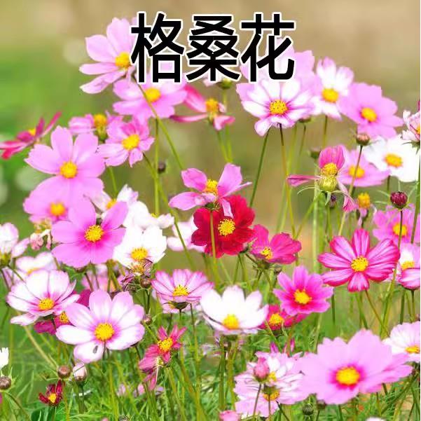 格桑花种籽子波斯菊七彩四
