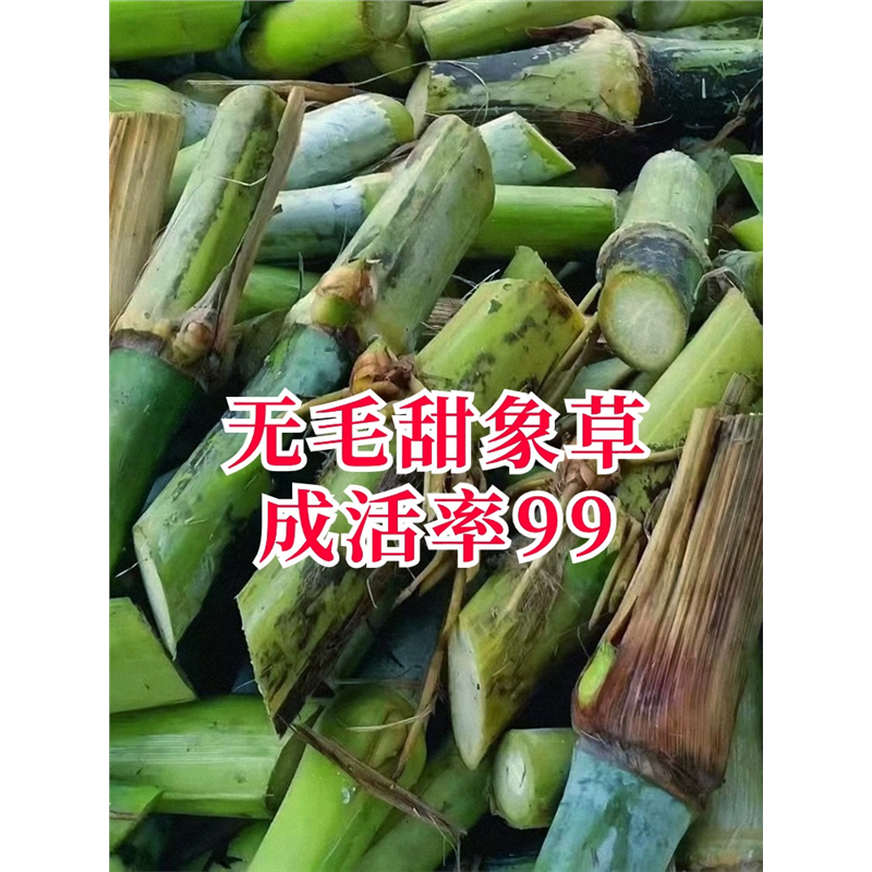 甜象草3号种节无毛高产耐