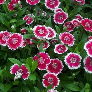 五彩石竹种子美国石竹耐寒草花春秋花少女石竹常夏石竹种籽