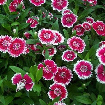 五彩石竹云鲜农耐寒草花春秋花