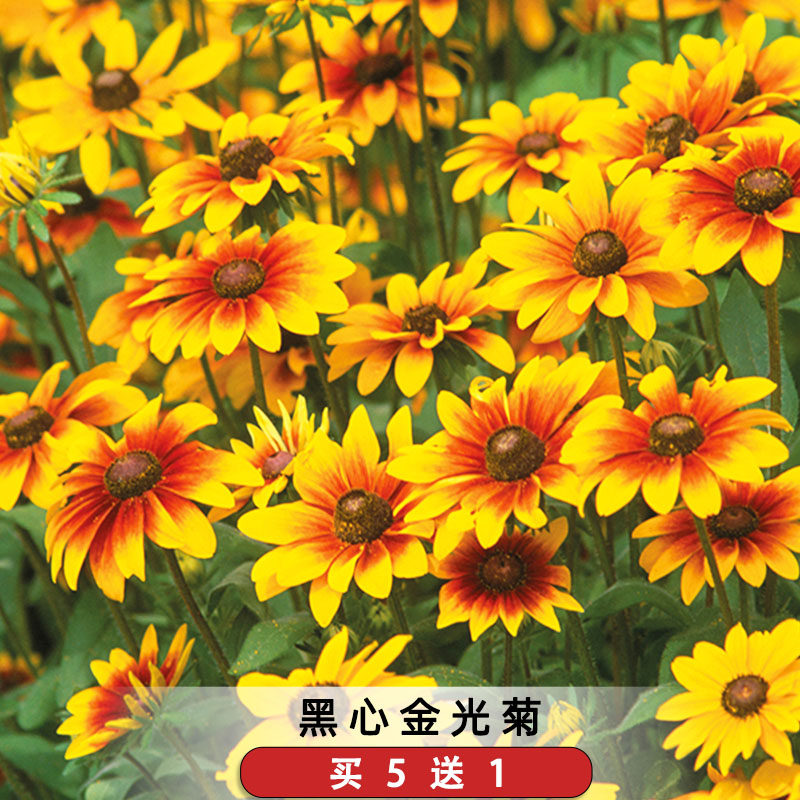 黑心菊种子丹佛戴斯四季花籽宿根金光黑眼菊多年生阳台庭院可盆栽 - 实物图