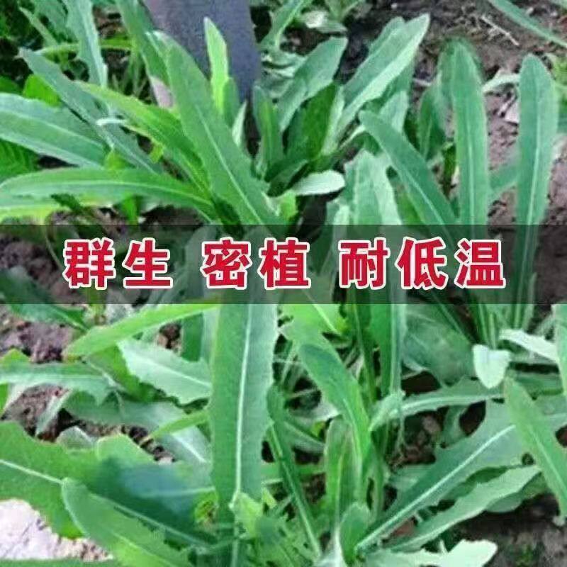 苦麻菜种籽大叶多年生兔子草种猪牛鱼鸡鸭鹅爱吃的养殖四季牧草