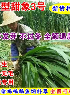甜象草3号无毛多年生牧种