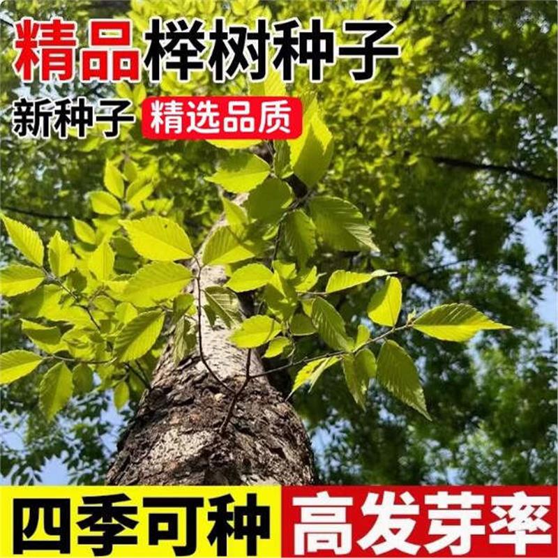 榉树种子红榉树花卉小叶榉树林木种子庭院护坡绿化植物大果榉种子