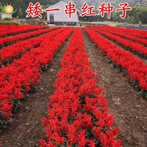矮杆一串红花种子籽四季易
