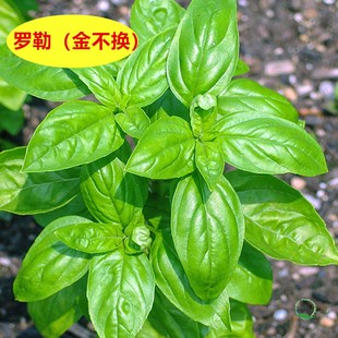 香花子罗勒种子九层塔金不换明列子甜兰香花卉种籽孑四季阳台盆栽