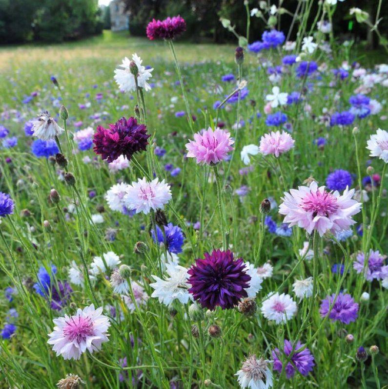 矢车菊种子阳台盆栽四季开花易播花籽耐寒德国国花庭院室外花籽孑