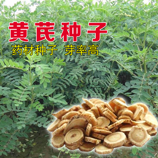 草药黄芪种子 新棉芪绵芪 多年生铁杆软秸黄氏种籽苗木四季播种