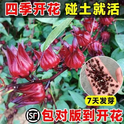 洛神花种子红桃k干四季播