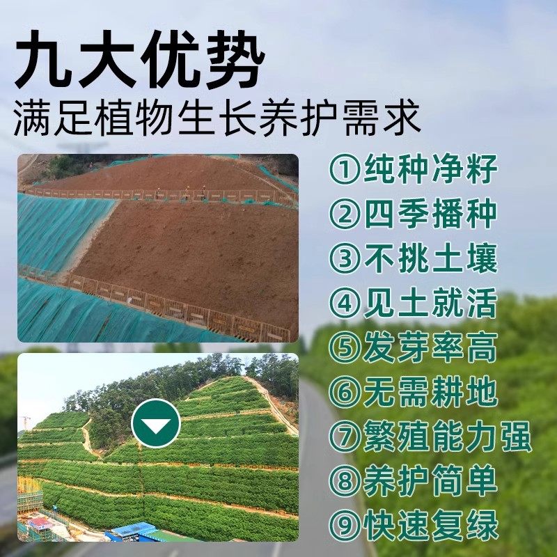护坡灌木种子胡枝子紫穗槐多花木兰荆条猪屎豆刺槐银合欢护坡草籽