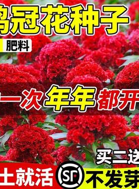 鸡冠花种子室内外凤尾羽状易种盆栽植物四季播种开花阳台庭院花籽