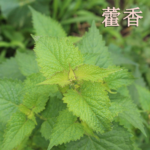 藿香种子正气阳台盆栽