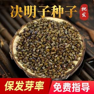 决明子种子四季材种防蛇驱虫蛇蛇灭门种籽黄花草护坡灌木草籽